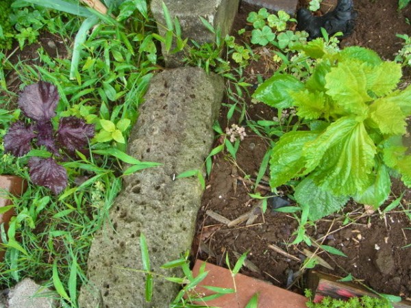 青紫蘇と赤紫蘇 スーの家の自然栽培で家庭菜園12ヶ月