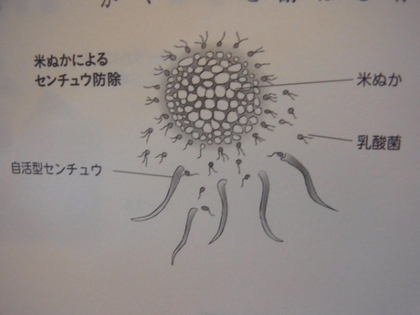 人参にコブ ネコブセンチュウ ネマトーダ スーの家の自然栽培的オーガニック家庭菜園12ヶ月