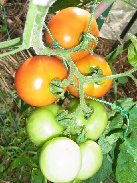 アロイトマト マティーナトマトほか スーの家の自然栽培で家庭菜園12ヶ月