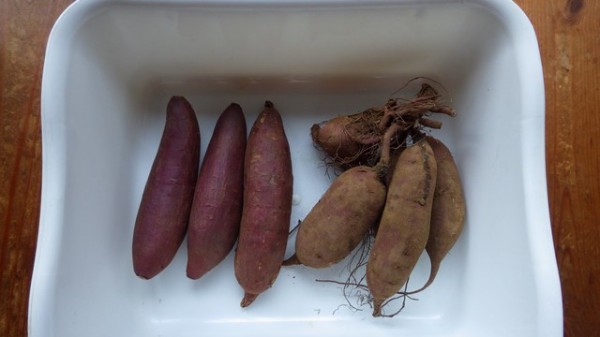 サツマイモ苗作り17年 スーの家の自然栽培で家庭菜園12ヶ月 サツマイモ苗作り17年 スーの家の自然栽培で家庭菜園12ヶ月