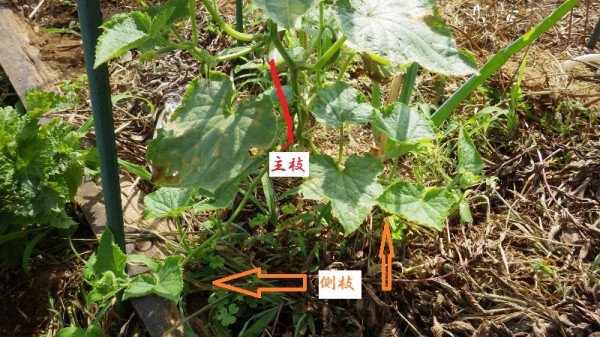 節なりキュウリの側枝と２回目のきゅうり定植 スーの家の自然栽培で家庭菜園12ヶ月