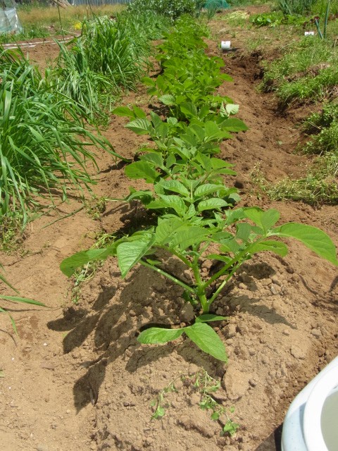 ジャガイモの土寄せと病気の防除 スーの家の自然栽培で家庭菜園12ヶ月
