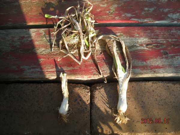 ほうれん草のコンパニオンプランツはネギ スーの家の自然栽培で家庭菜園12ヶ月