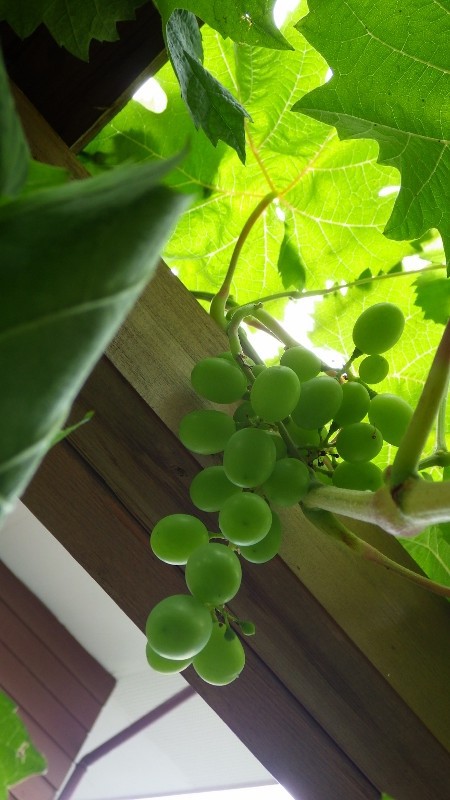 シャインマスカットの収穫時期は スーの家の自然栽培で家庭菜園12ヶ月