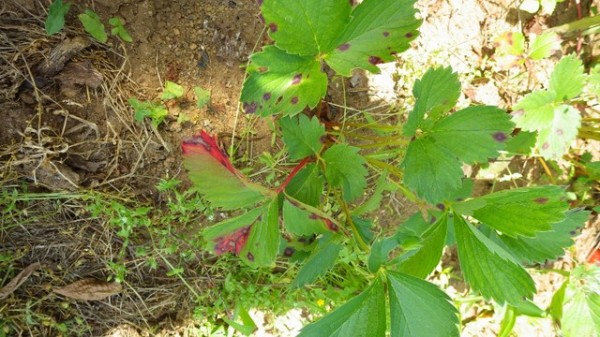 葉に赤茶色の点々があるイチゴの片づけとニンニク モラド の収穫 スーの家の自然栽培で家庭菜園12ヶ月