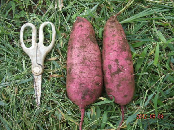 紅はるか デカし スーの家の自然栽培で家庭菜園12ヶ月