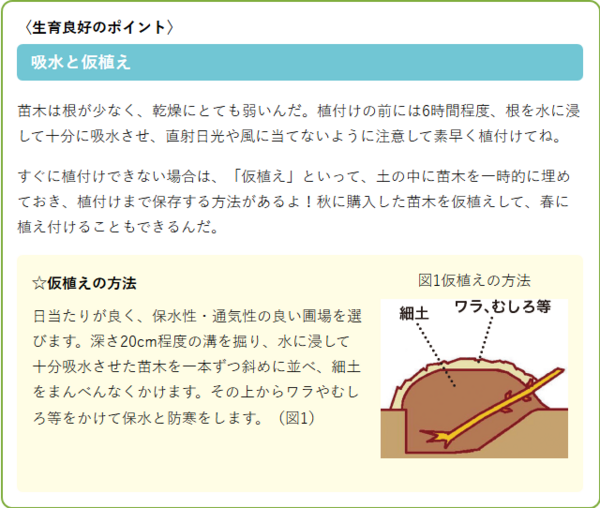 ブドウの植え付け時期 庭植え スーの家の自然栽培で家庭菜園12ヶ月