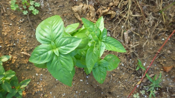 バジル摘心とバジルの病気 スーの家の自然栽培で家庭菜園12ヶ月
