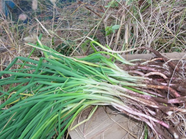 増えた赤ネギ スーの家の自然栽培で家庭菜園12ヶ月