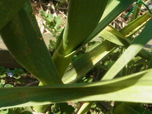 ニンニクさび病の記録 スーの家の自然栽培で家庭菜園12ヶ月