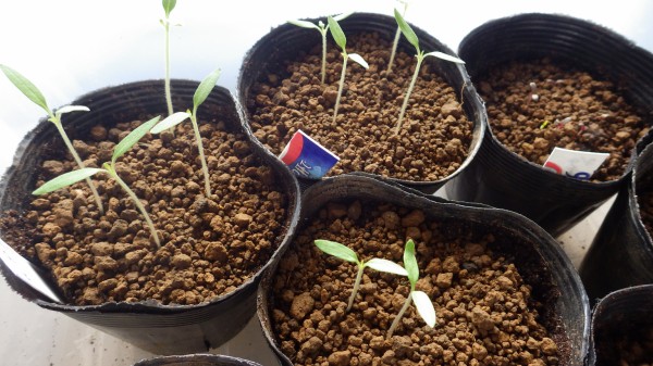 苗の徒長 原因と対策 トマト育苗16 スーの家の自然栽培で家庭菜園12ヶ月