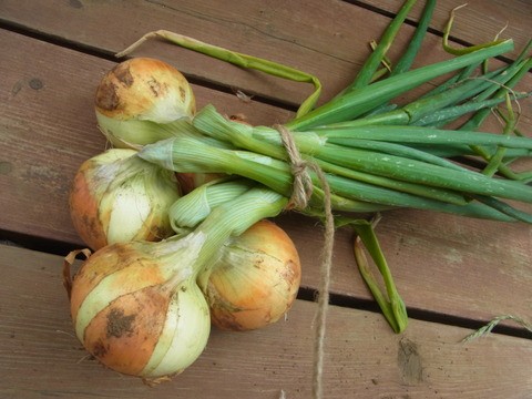 玉ねぎの吊るし方と長期保存 スーの家の自然栽培で家庭菜園12ヶ月