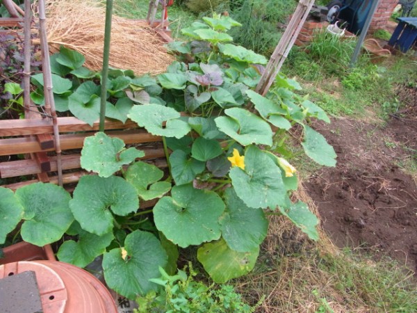 かぼちゃの花 蔓のレシピ スーの家の自然栽培で家庭菜園12ヶ月