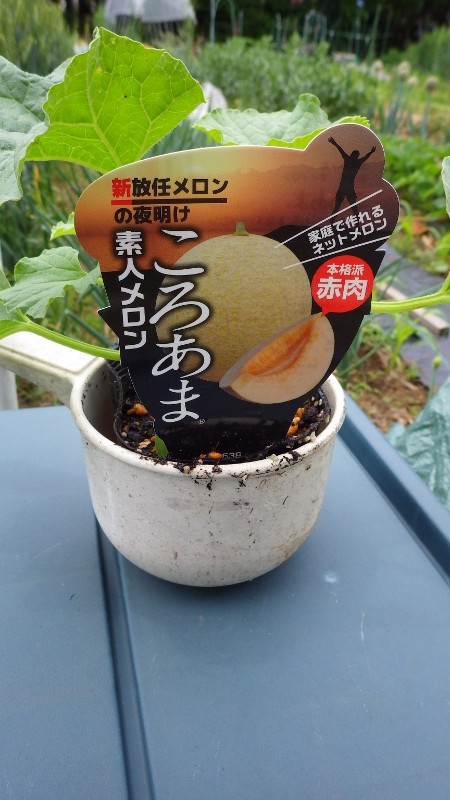 サンライズメロンと素人メロン ころあま スーの家の自然栽培で家庭菜園12ヶ月