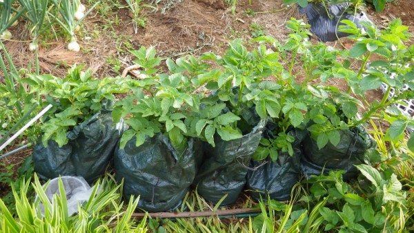 袋栽培ジャガイモの様子 スーの家の自然栽培で家庭菜園12ヶ月