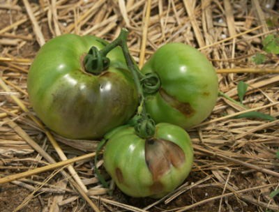 トマト疫病だった中玉トマトにサンボルドー スーの家の自然栽培で家庭菜園12ヶ月