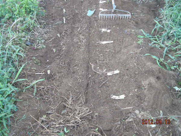 ほうれん草のコンパニオンプランツはネギ スーの家の自然栽培で家庭菜園12ヶ月