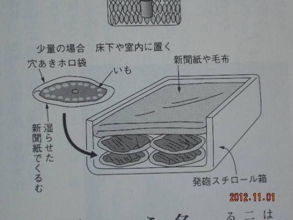 さつま芋長期保存方法 スーの家の自然栽培で家庭菜園12ヶ月