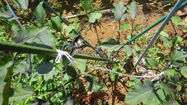 茄子の摘葉と整枝一枝二果 一枝一果 一株から２００個収穫 動画とインゲン テンダーグリーン スーの家の自然栽培で家庭菜園12ヶ月