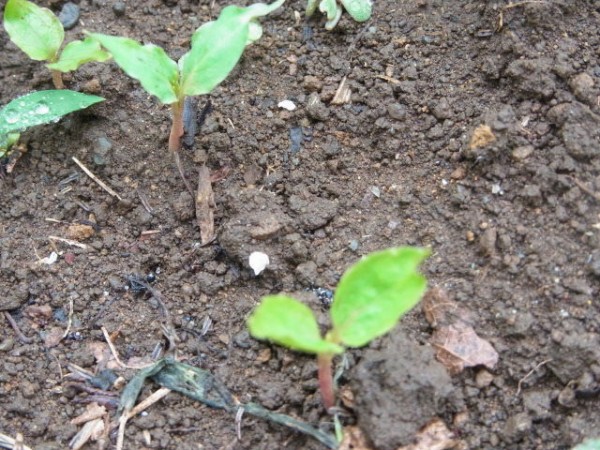 種から生えた葡萄 レッドグローブ スーの家の自然栽培で家庭菜園12ヶ月