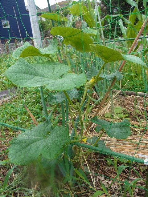 間違いだらけキュウリの脇芽かき スーの家の自然栽培で家庭菜園12ヶ月