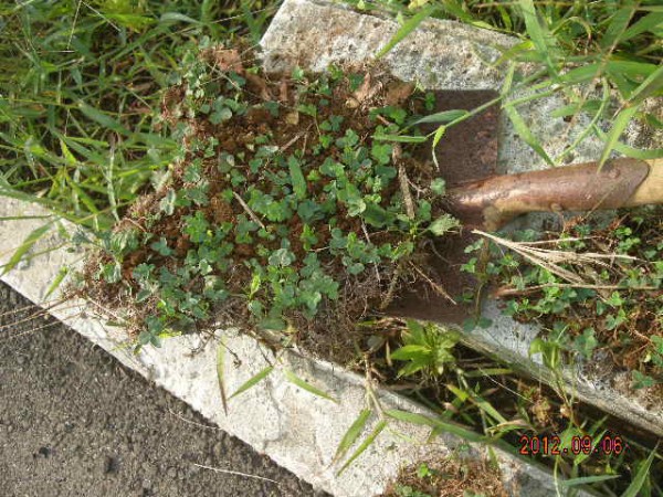 ブロッコリーのコンパニオンプランツ スーの家の自然栽培的オーガニック家庭菜園12ヶ月