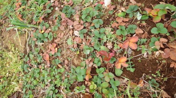 １月にイチゴ 移植しました スーの家の自然栽培で家庭菜園12ヶ月