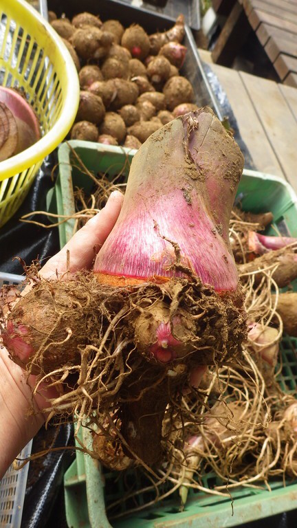 セレベス全収穫 宅地畑よサヨウナラ スーの家の自然栽培で家庭菜園12ヶ月