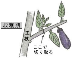 茄子の摘葉と整枝一枝二果 一枝一果 一株から２００個収穫 動画とインゲン テンダーグリーン スーの家の自然栽培で家庭菜園12ヶ月