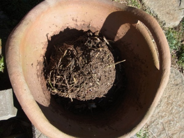 手作り肥料油かす 玄米アミノ酸液 スーの家の自然栽培で家庭菜園12ヶ月