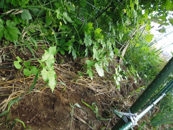 蔓なしモロッコインゲン豆７月播種分 スーの家の自然栽培的オーガニック家庭菜園12ヶ月