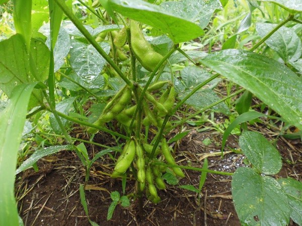 無肥料の枝豆収穫です スーの家の自然栽培で家庭菜園12ヶ月