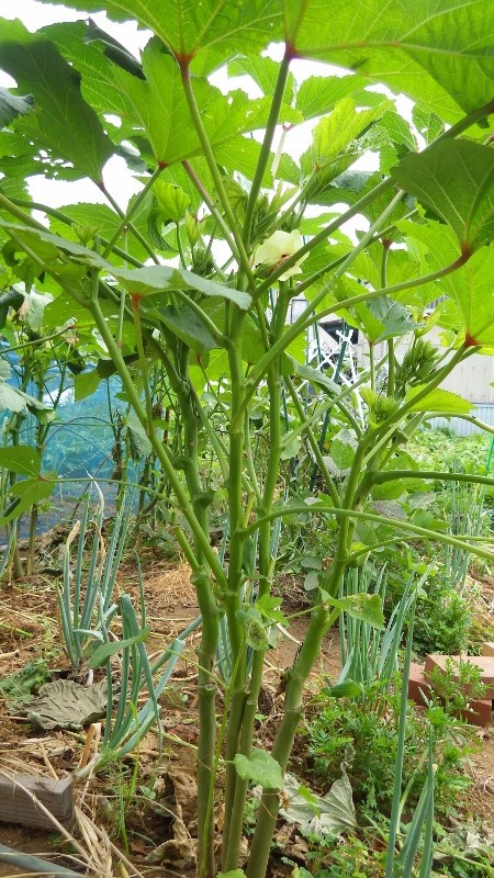 オクラの多本仕立ての今 スーの家の自然栽培で家庭菜園12ヶ月