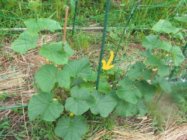 間違いだらけキュウリの脇芽かき スーの家の自然栽培で家庭菜園12ヶ月