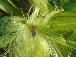 トウモロコシの雄花に虫 スーの家の自然栽培で家庭菜園12ヶ月