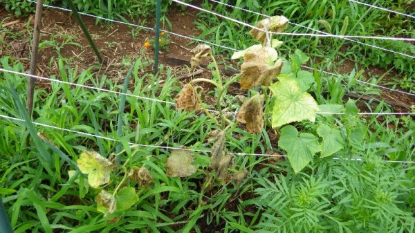 キュウリ ラリーノ 枯れる スーの家の自然栽培で家庭菜園12ヶ月