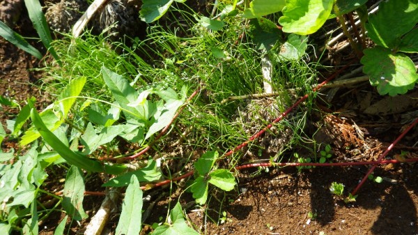 里芋 セレベス 土寄せと米ぬかを追肥 スーの家の自然栽培で家庭菜園12ヶ月