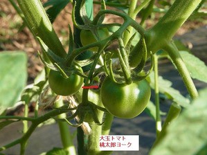 トマト連続摘心始まりました スーの家の自然栽培で家庭菜園12ヶ月