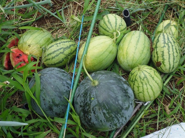 スイカのお片づけ スーの家の自然栽培で家庭菜園12ヶ月
