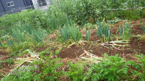 九条太ネギの植え替えいろいろ 分けつも色々 スーの家の自然栽培的オーガニック家庭菜園12ヶ月