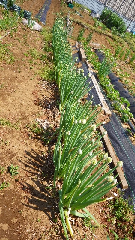 九条ネギの植え替え スーの家の自然栽培で家庭菜園12ヶ月