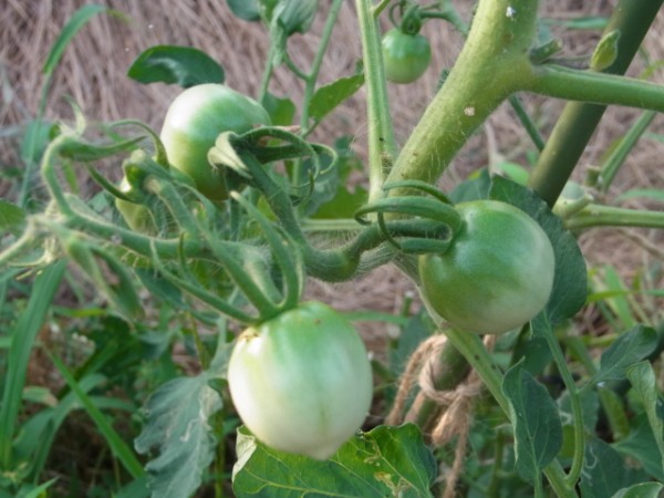 挿し木トマトに実が成った スーの家の自然栽培で家庭菜園12ヶ月