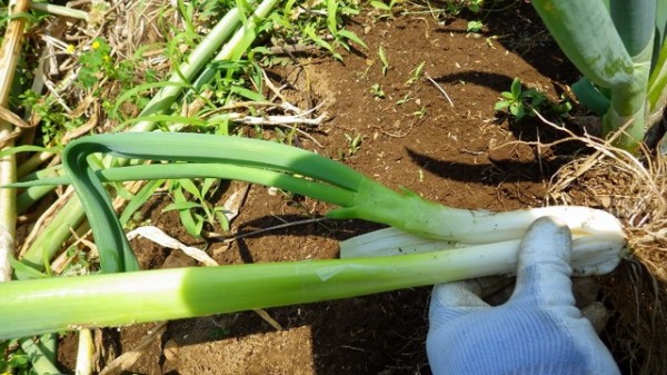 九条太ネギの植え替えいろいろ 分けつも色々 スーの家の自然栽培的オーガニック家庭菜園12ヶ月