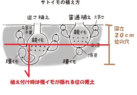 里芋の逆さ植え スーの家の自然栽培的オーガニック家庭菜園12ヶ月