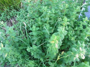 カメムシ忌避にはアップルミントなのか スペアミントなのか スーの家の自然栽培で家庭菜園12ヶ月