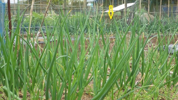 今年も薄い 玉ねぎの葉色 スーの家の自然栽培で家庭菜園12ヶ月