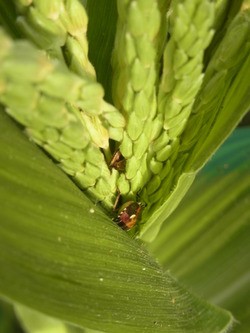 トウモロコシの雄花に虫 スーの家の自然栽培で家庭菜園12ヶ月