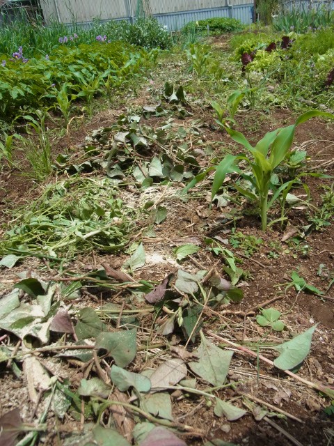 市民農園で草マルチ始まる スーの家の自然栽培で家庭菜園12ヶ月