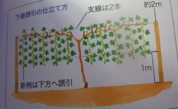 デラウェアの垣根仕立て スーの家の自然栽培で家庭菜園12ヶ月