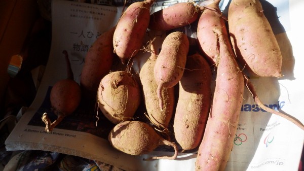 サツマイモ簡易温床で苗作り スーの家の自然栽培で家庭菜園12ヶ月 サツマイモ簡易温床で苗作り スーの家の自然栽培で家庭菜園12ヶ月